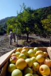 See Canyon Apple Harvest