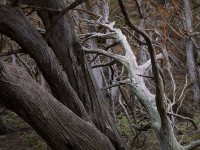Cypress Forest, Point Lobos Reserve