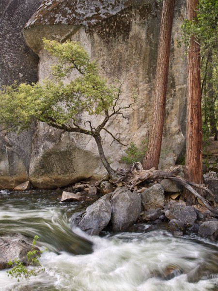 Live Oak and Boulder, Merced River, Yosemite