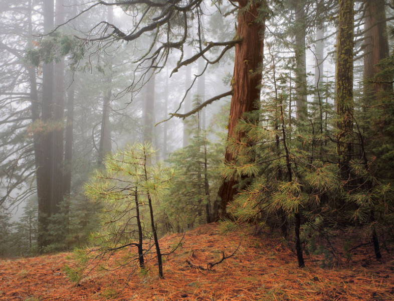 Trees in Fog, Wawona Road, Yosemite