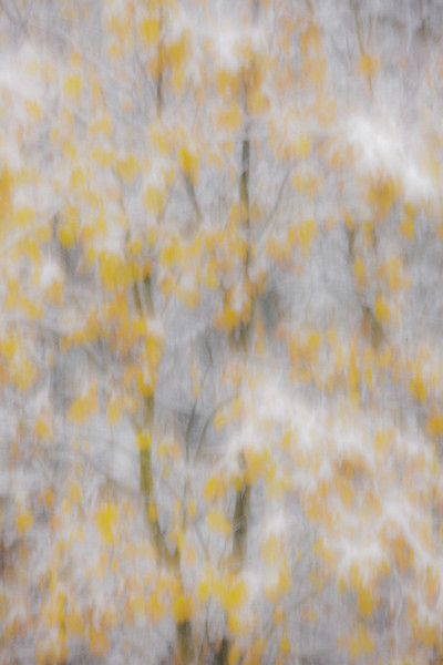 Oaks in Autumn Snowstorm, Ahwahnee