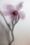 Plum Blossom, Ahwahnee