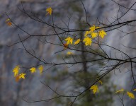 Yellow Maple Leaves, Yosemite Nat’l Park