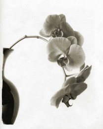 Jill’s Orchids