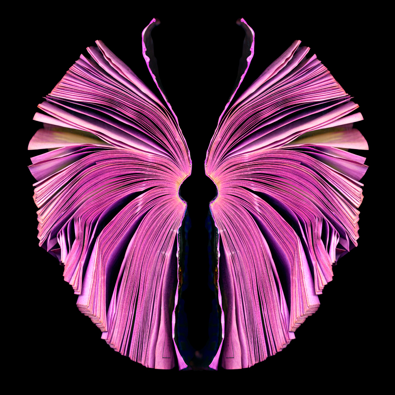Cool Pink Butterflies
