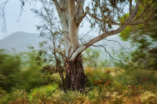 Eucalyptus Tree & Dark Trunk