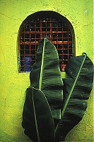 Offrenda Verde, Mexico