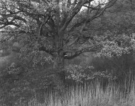Oak Tree, Holmdel, NJ: George Tice