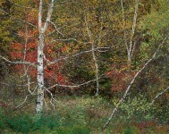 Scraggy Birch, White Mountains NH