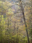 Spring Canopy, Great Smoky Mountians