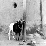 Black & White Goat