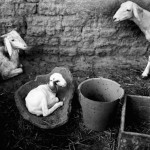 3 Goats, Mali