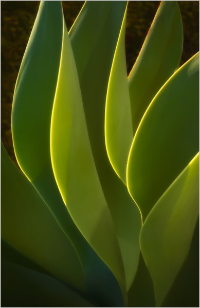 Green Yucca Fan (#0153)
