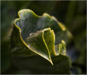 Twisted Leaf (#2397)