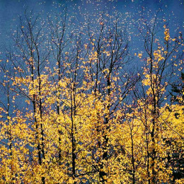 Autumn Aspens & Blue Lake Stars, WY