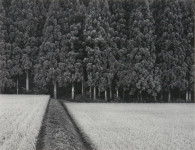 Rice Field and Pine Forest, Japan (Sold)