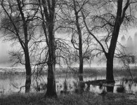 Trees, Valley Fog, Dusk (Sold)