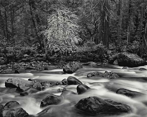 Merced River & Forest, Yosemite (Sold)