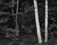 Birch Trees, Rockport, Maine (Sold)