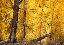 Wall of Gold