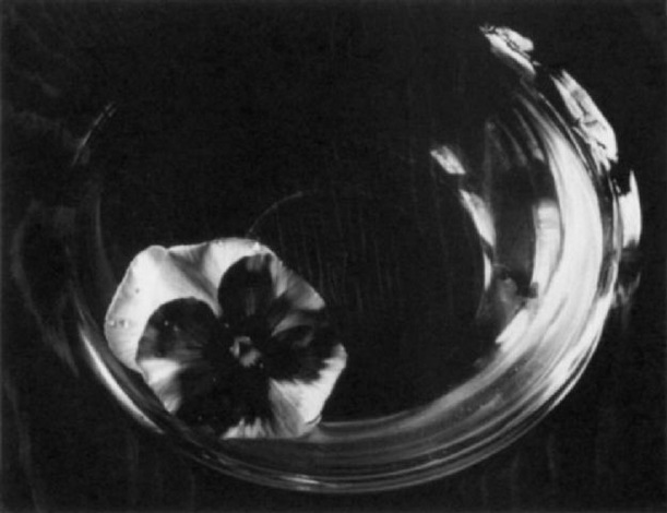 Pansy in Bowl, Kentucky: Paul Caponigro