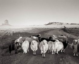 Sheep, Monument Valley: Joan Myers