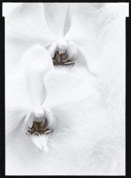 Orchids: Olivia Parker (Sold)