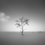 Mangrove, Tree of Hope