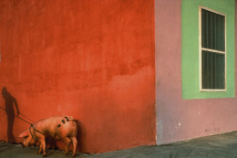 Pink Pig and Painted Walls, Mexico