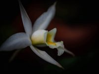 Awakening White Orchid
