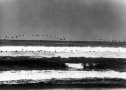 Flock of Sea Birds: Manual Alvarez Bravo  (Flight Over the Sea) (Sold)
