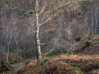 Sidelit Silver Birches, Lake District, England