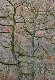Intertwined Trees near Derwentwater, England