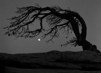 Moon, Jeffrey Pine, Yosemite