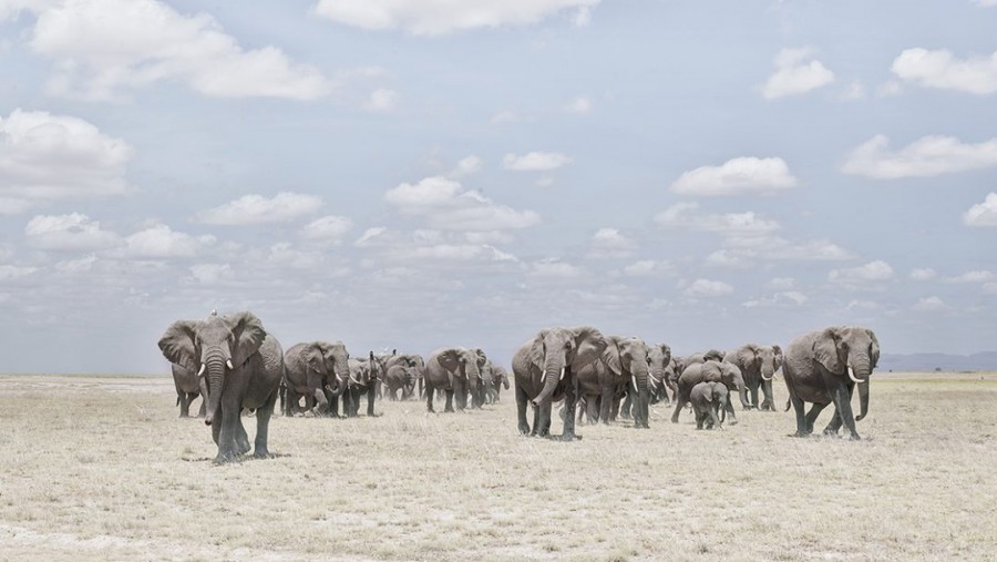 Elephants Crossing Dusty Plain