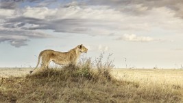 Lioness in Repose, Maasai Mara