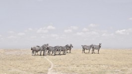 Zebra Plains, Maasai Mara, Kenya