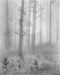 Del Monte Forest aka Pines in Fog as per the original title by the photographer