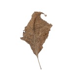 Fallen Leaves #10