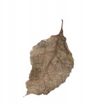 Fallen Leaves #11