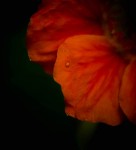 Awakening Orange Petal
