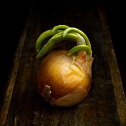 Onion Sprout