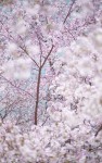 Sakura 3, Kyoto, Japan