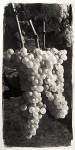Chardonnay Cluster
