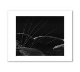 Reeds and Lava: Brett Weston