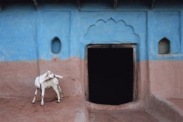 White Goat, Bangra, Uttar, Pradesh, India