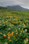 Montana de Oro Fog & Wildflowers