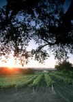 Vineyard Sunset 2