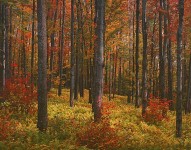 Autumn Forest, Vermont