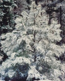 Young Pine and Snow, Oregon